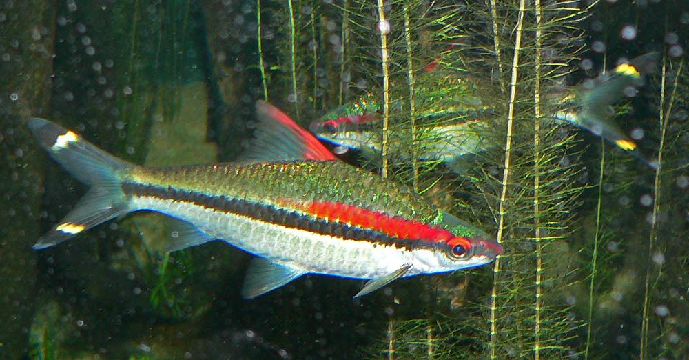 Denisonii Barb (T/R) (representative photo)