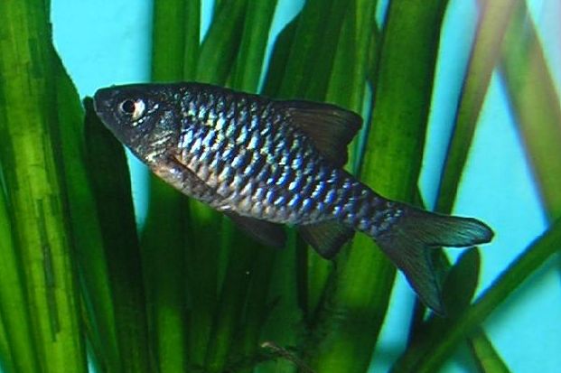Checkerboard Barb (representative photo)