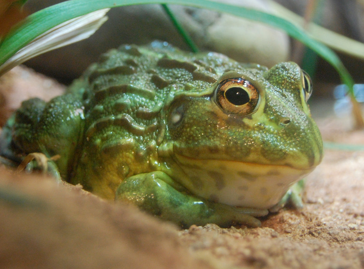 Giant Pixie Frog - Small (CB) (representative photo)