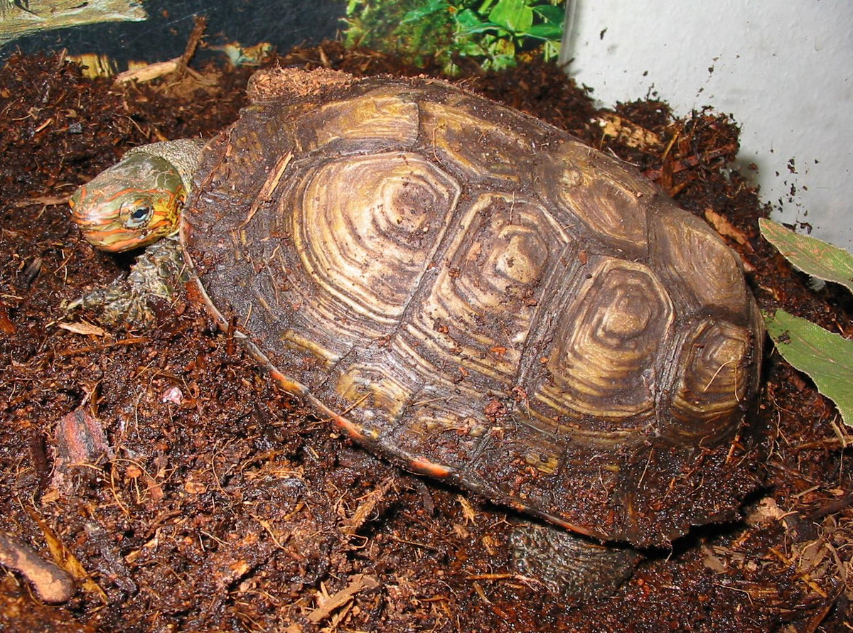 Ornate Wood Central American Turtle - 4"+ (representative photo)
