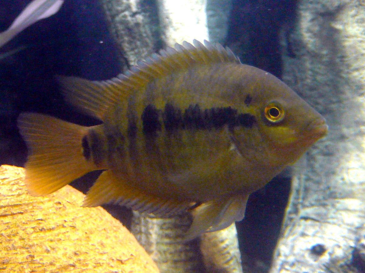 Rainbow Cichlid (representative photo)
