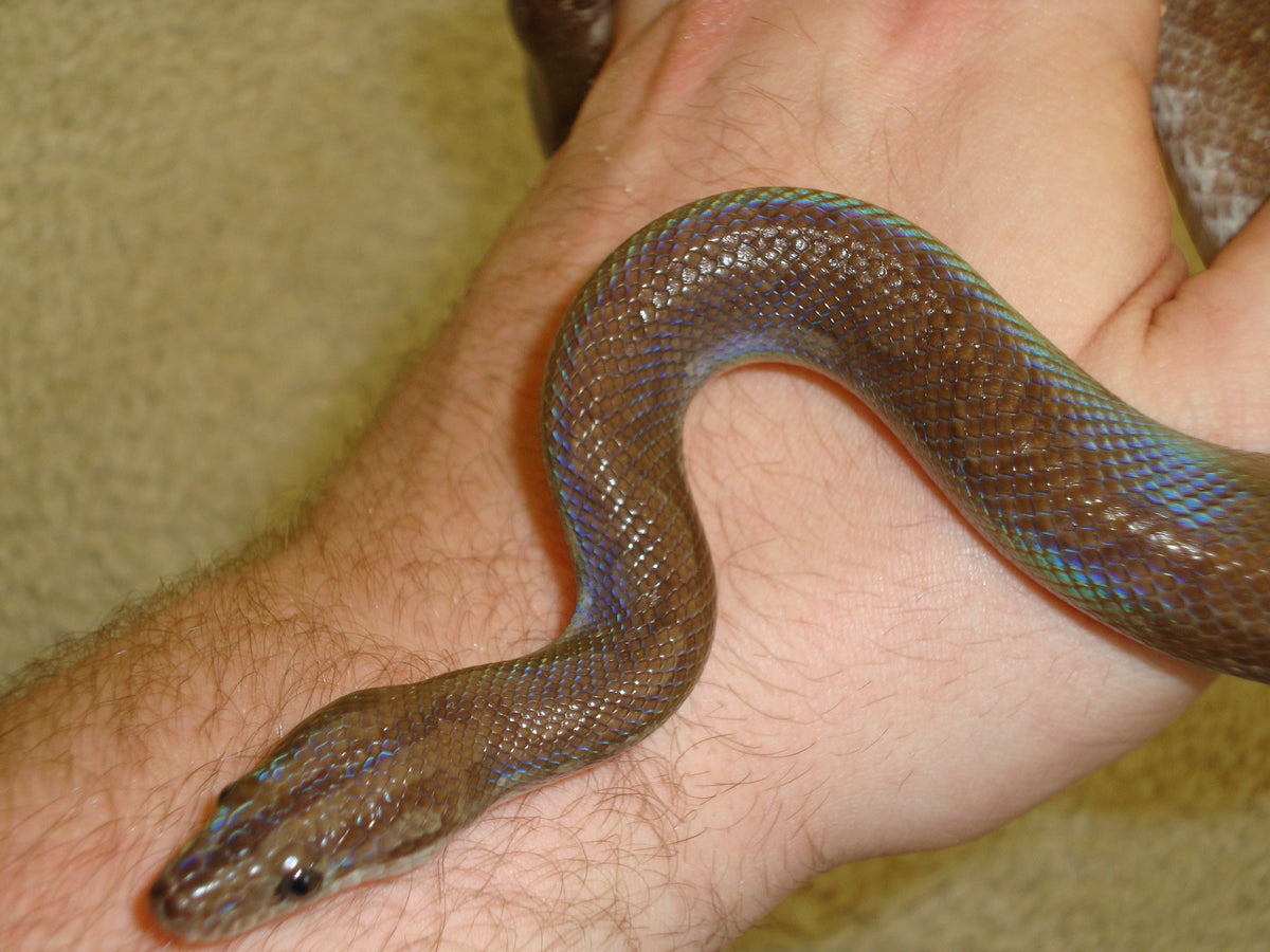Colombian Rainbow Boa (CB) (representative photo)