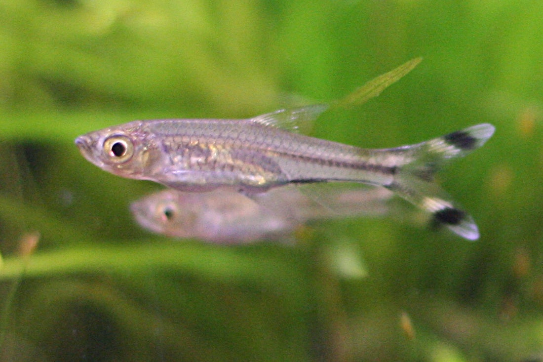 Scissortail Rasbora (representative photo)