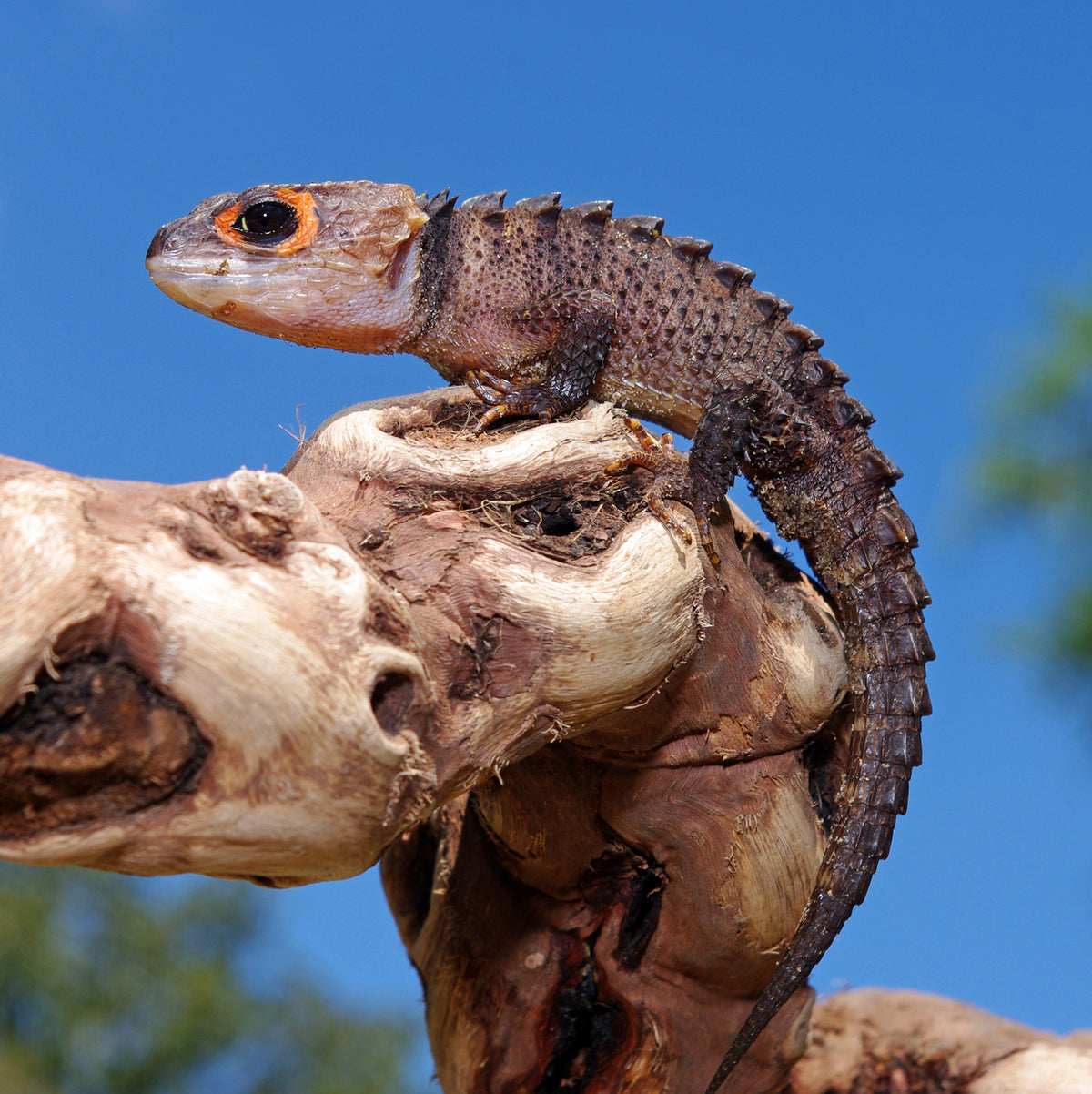 Crocodile Red Eye Skink (representative photo)