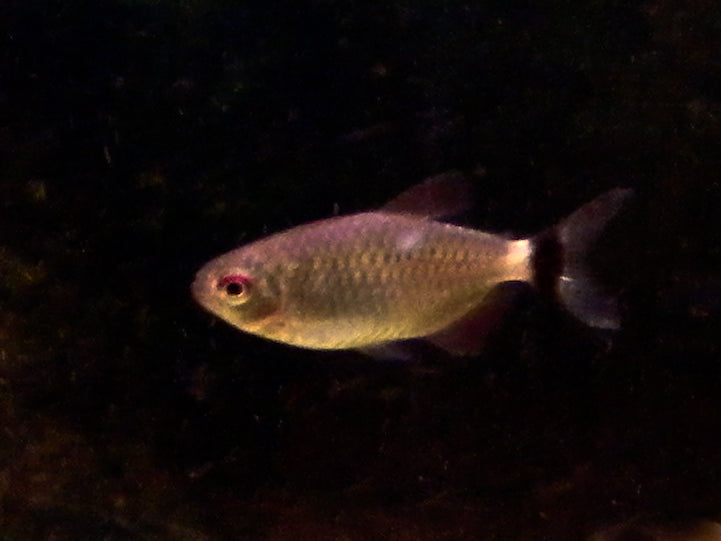 Red Eye Tetra (representative photo)