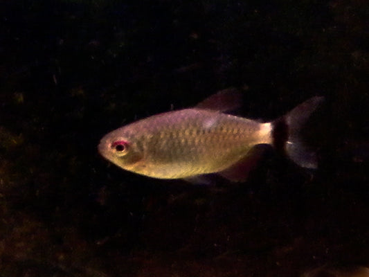 Red Eye Tetra (representative photo)