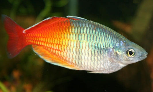 Boesemani Rainbowfish (representative photo)