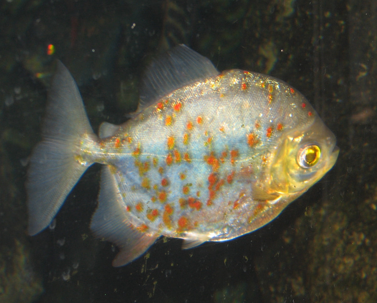 Red Hook Silver Dollar (representative photo)