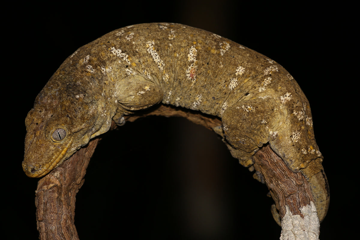 Leachianus Gecko Color Line Mix - Juvenile (representative photo)