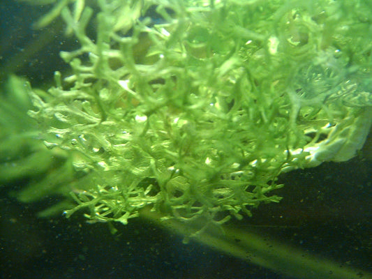 Riccia (Portion) (representative photo)