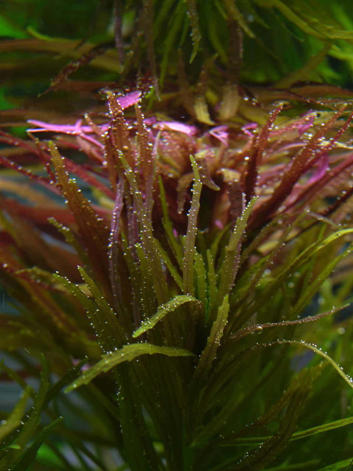 Limnophila Aromatica (Bunch) (representative photo)