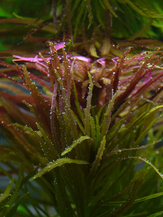 Limnophila Aromatica (Bunch) (representative photo)