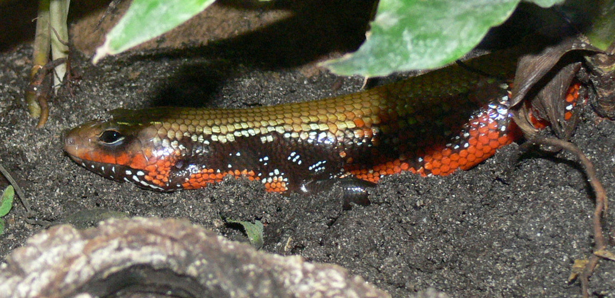 African Fire Skink - Small (representative photo)