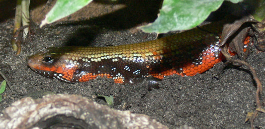 African Fire Skink - Small (representative photo)