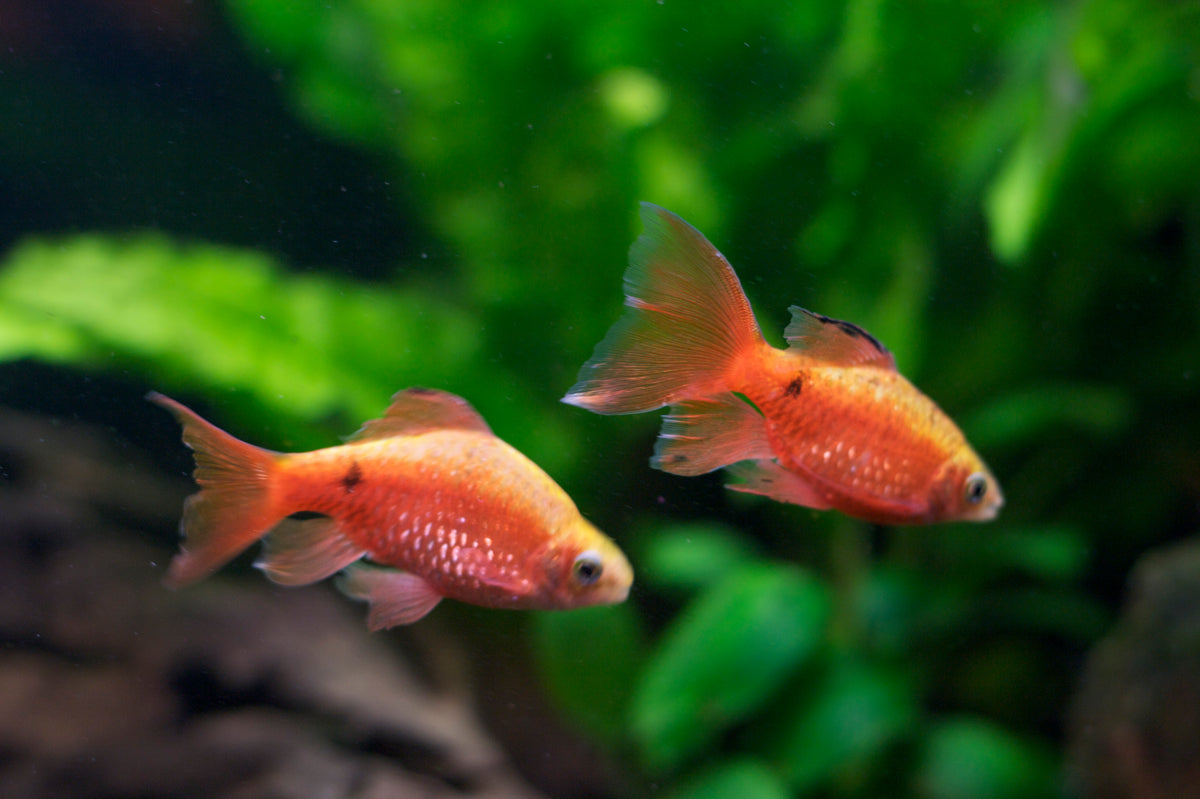 Rosy Barb (representative photo)