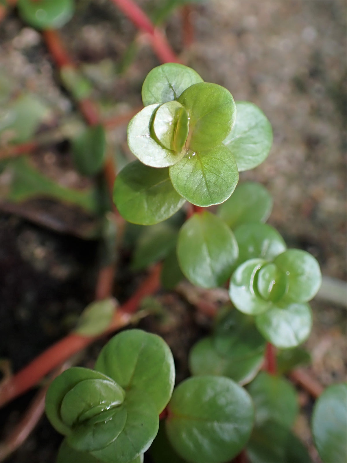 Rotala Rotundifolia (Bunch) (representative photo)