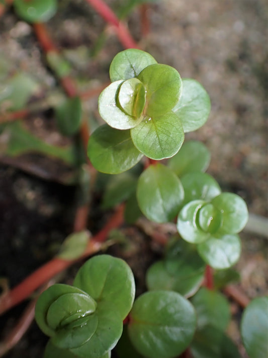 Rotala Rotundifolia (Bunch) (representative photo)