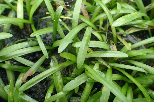 Sagittaria Subulata Dwarf (Potted) (representative photo)