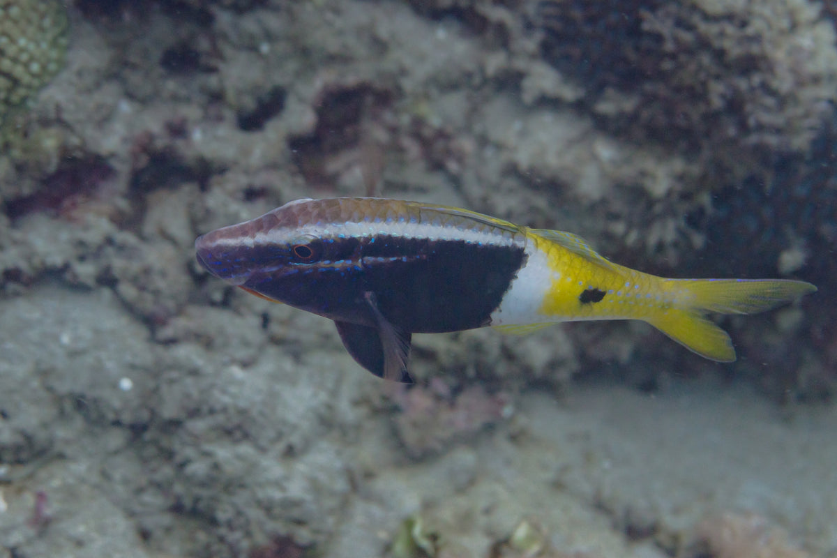 Bicolor Goatfish