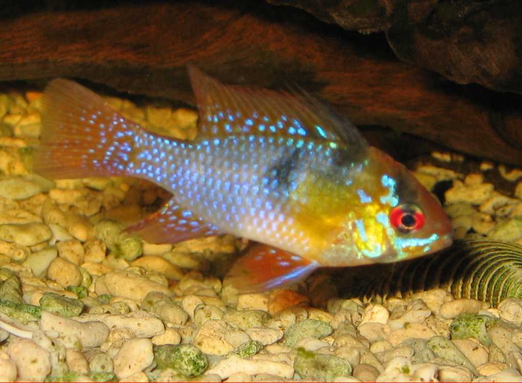 Ram Blue Apistogramma (representative photo)
