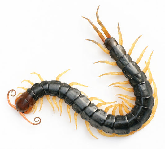 Thai Giant Red Flame Centipede (representative photo)