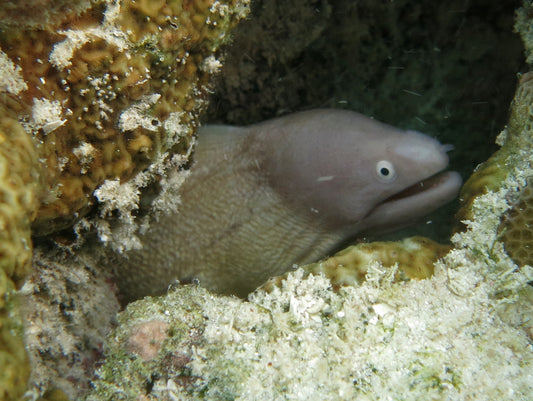 White-Eyed Moray Eel