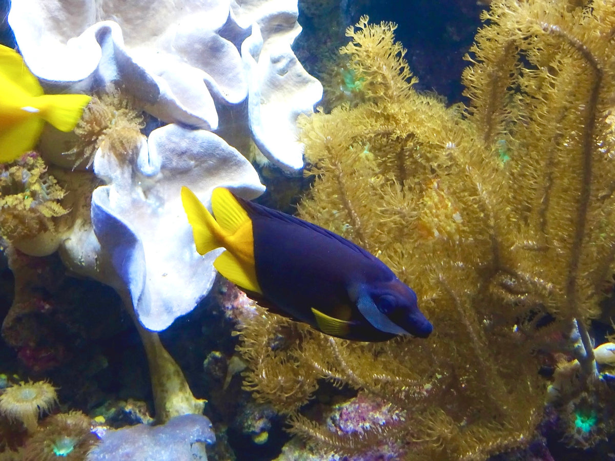 Bicolor Foxface Rabbitfish