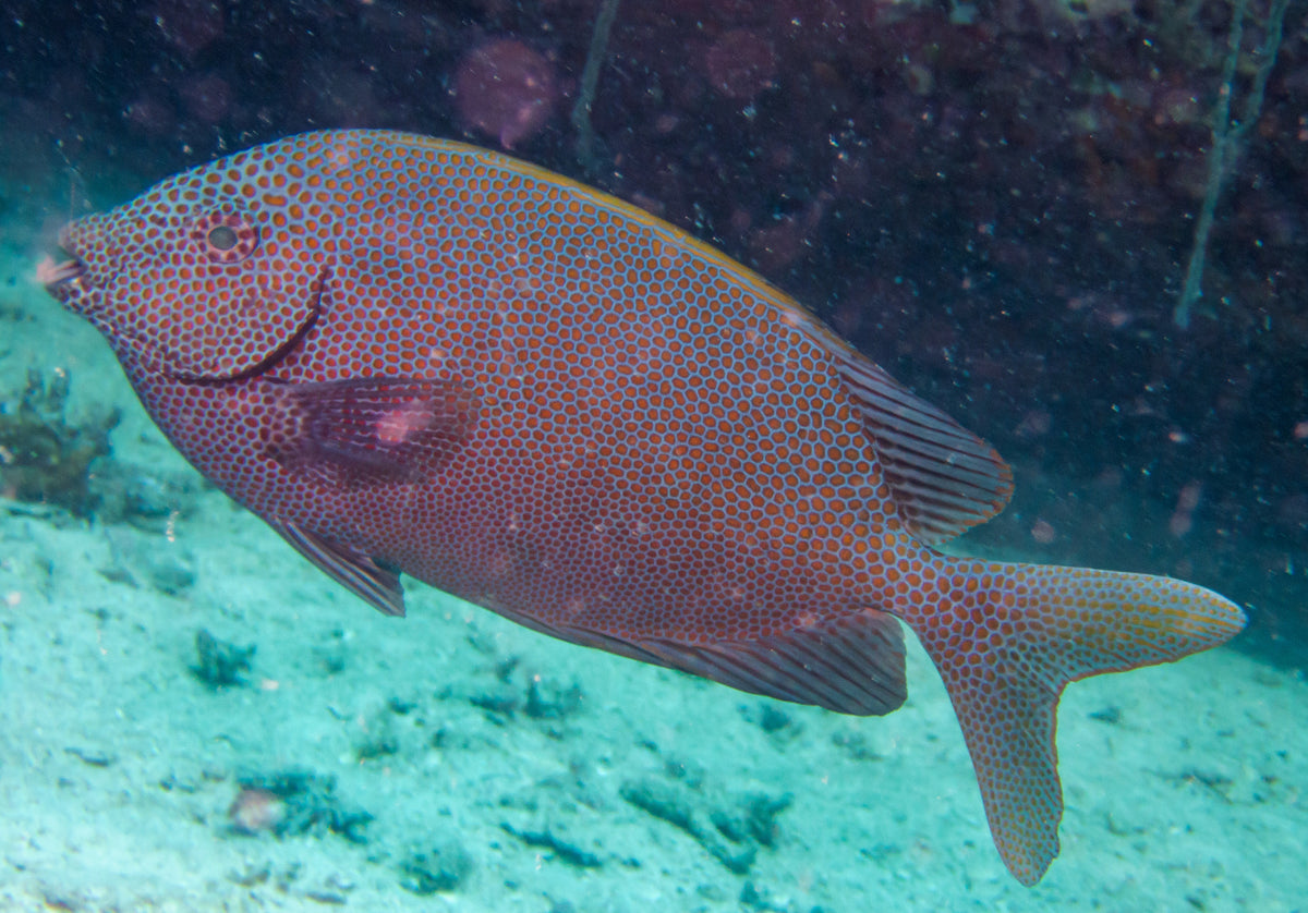 Gold Spotted Rabbitfish