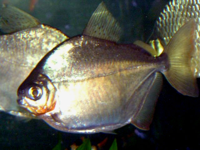 Silver Dollar (representative photo)