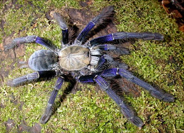 Singapore Blue Tarantula - Omothymus violaceopes - 0.50" to 0.75" (representative photo)