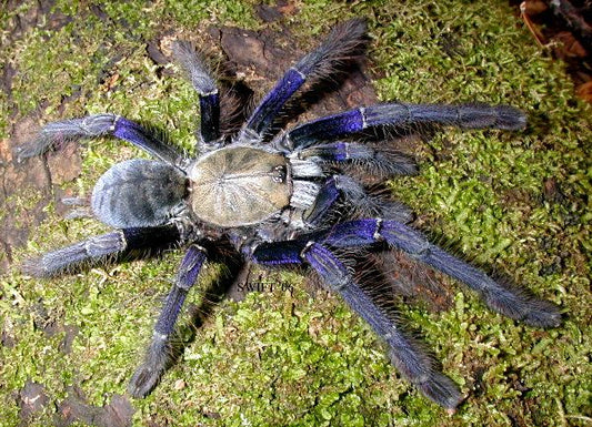 Singapore Blue Tarantula - Omothymus violaceopes - 0.50" to 0.75" (representative photo)
