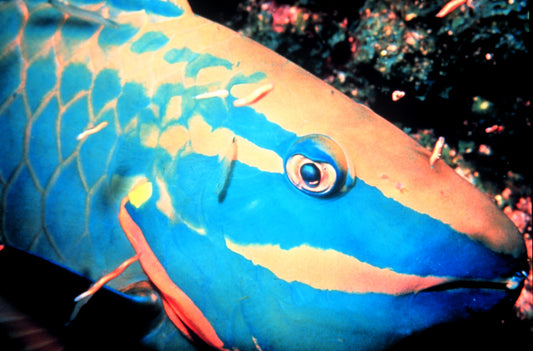 Stoplight Parrotfish