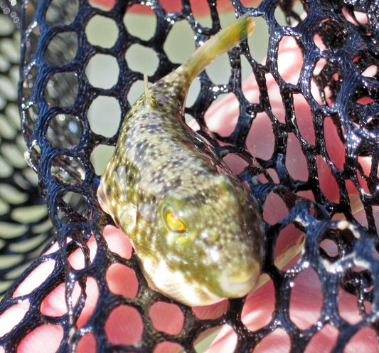 Southern Puffer
