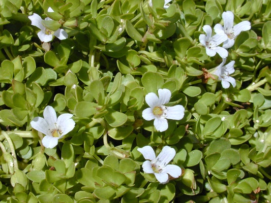 Moneywort (Bunch) (representative photo)
