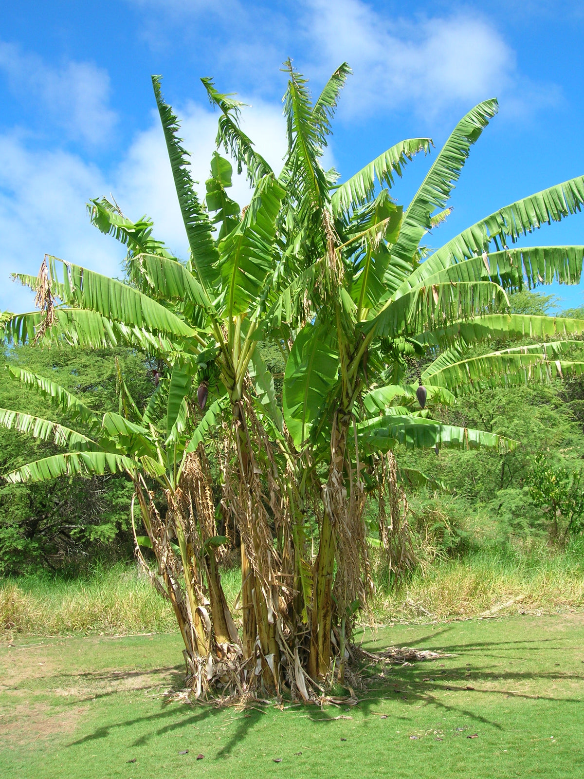 Patio Fruit Banana 4" (Potted) (representative photo)