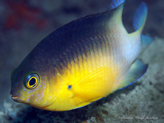Bicolor Damsel