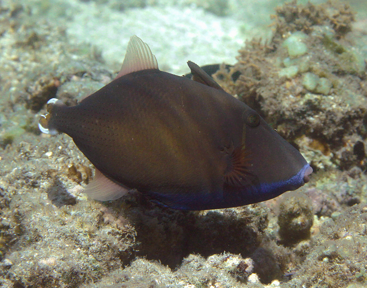 Halfmoon Trigger