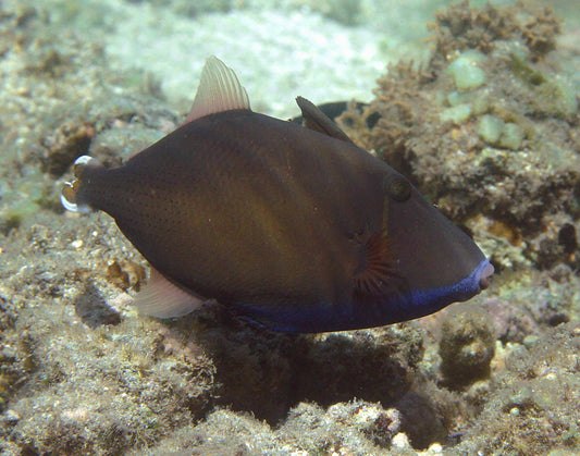 Halfmoon Trigger