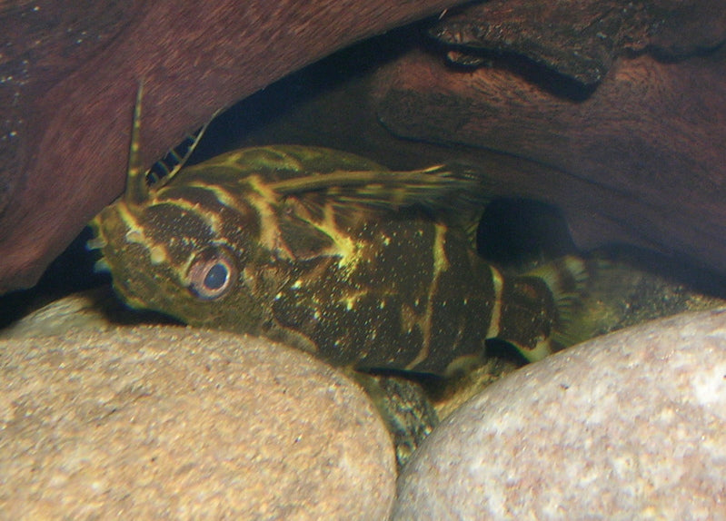 Upside Down Synodontis (representative photo)