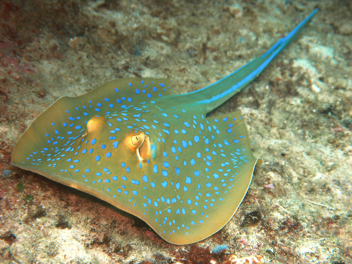Bluespotted Ribbontail Ray