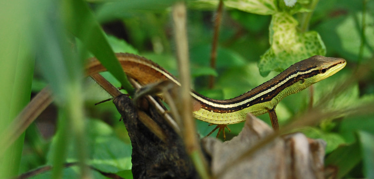 Long-Tailed Grass Lizard (Regenerated Tail) (representative photo)