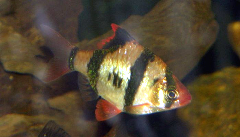 Tiger Barb (representative photo)