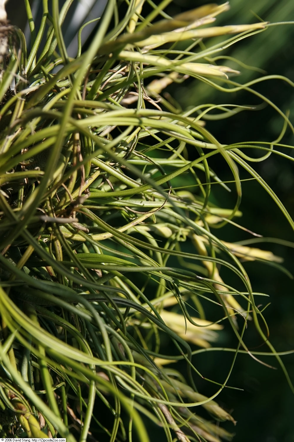 Tillandsia 'Butzii' Air Plant (representative photo)