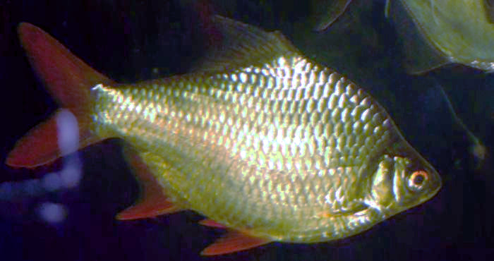 Tinfoil Barb (representative photo)