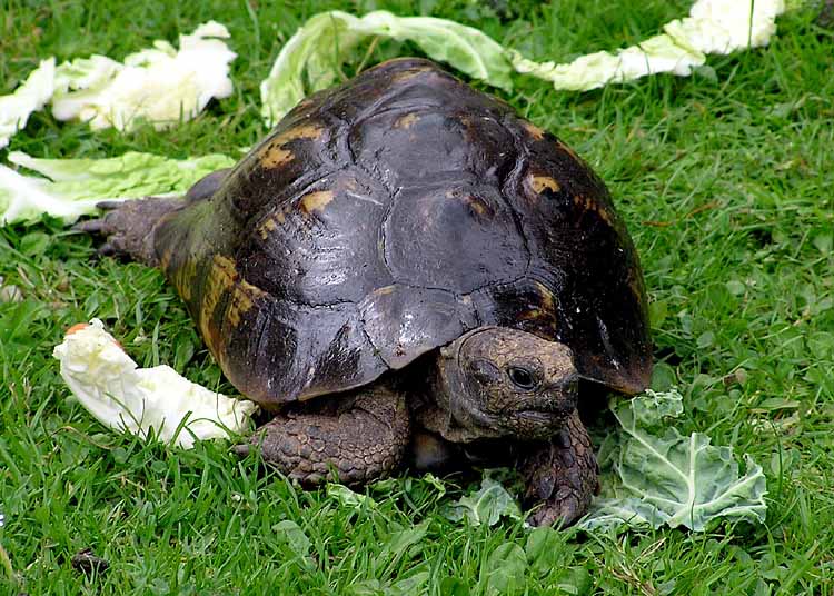 Greek Tortoise - 4-5" (representative photo)