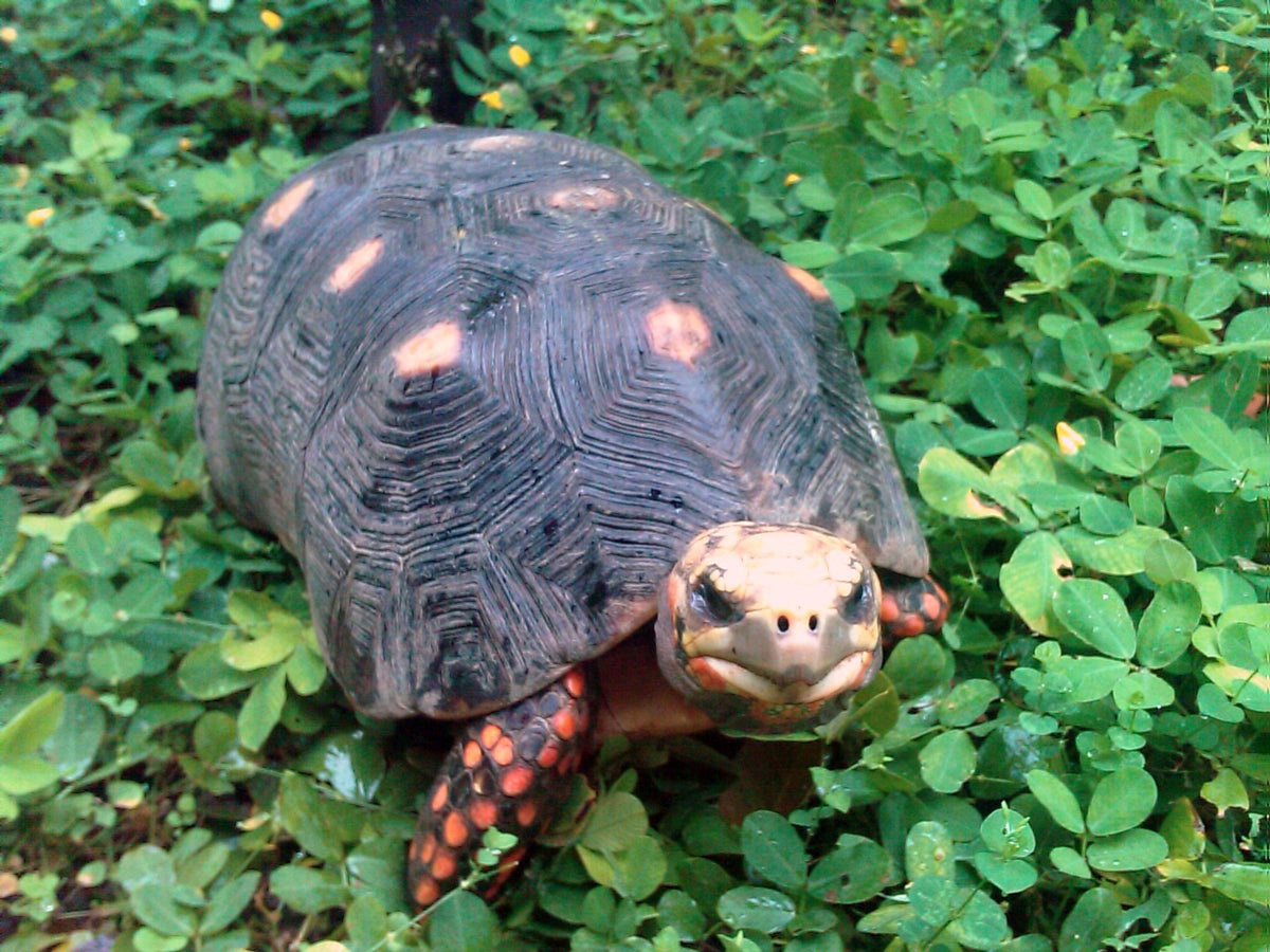 Red Foot Cherry Head Tortoise - 4"+ (representative photo)