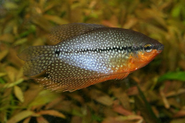 Pearl Gourami (representative photo)