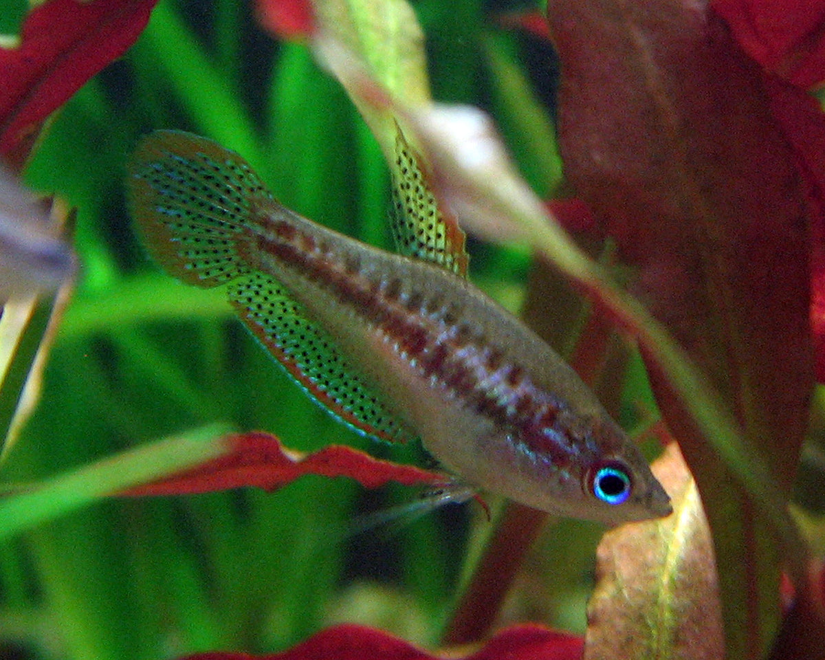 Sparkling Gourami (representative photo)