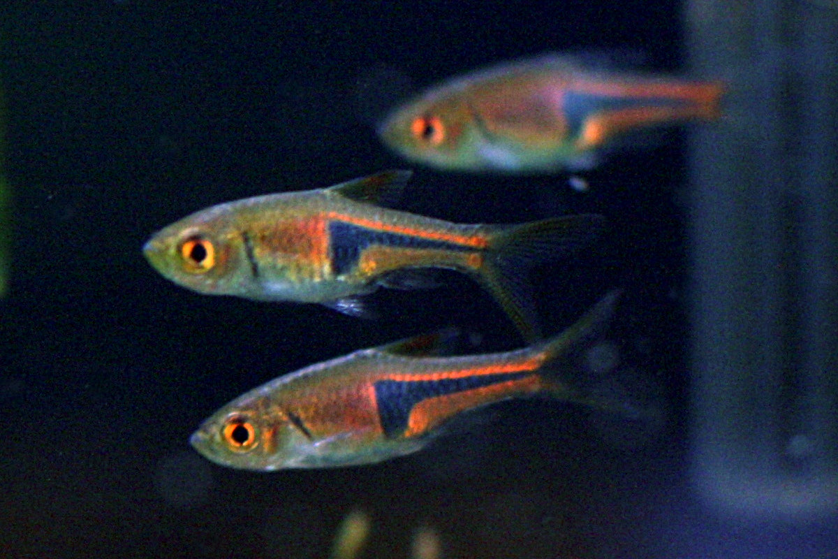 Pork Chop Rasbora (representative photo)