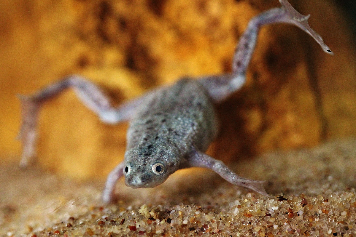 Dwarf Frog (representative photo)